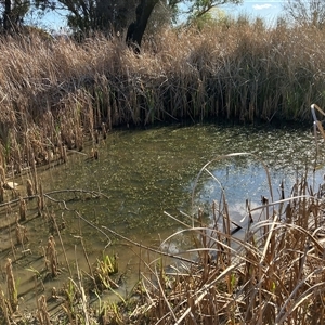 FrogWatch survey at ORA002: Orana School Dam - 1 Oct 2024