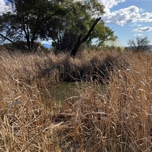 FrogWatch survey at ORA002: Orana School Dam - 1 Oct 2024