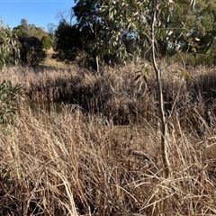 FrogWatch survey at ORA002: Orana School Dam - 1 Oct 2024