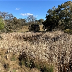 FrogWatch survey at ORA002: Orana School Dam - 1 Oct 2024