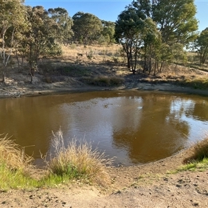 FrogWatch survey at COO100: Kathner St Dam - 1 Oct 2024