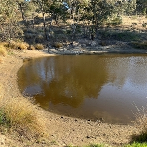 FrogWatch survey at COO100: Kathner St Dam - 1 Oct 2024