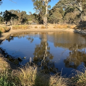 FrogWatch survey at COO100: Kathner St Dam - 1 Oct 2024