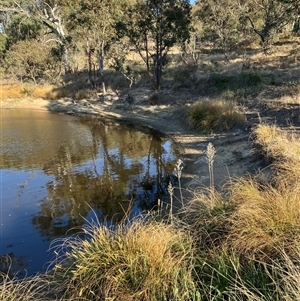 FrogWatch survey at COO100: Kathner St Dam - 1 Oct 2024