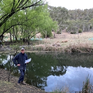 FrogWatch survey at COO350: Cooma Ck @ North Ridge - 8 Oct 2024