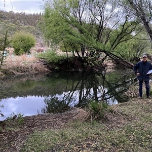 FrogWatch survey at Cooma, NSW - 8 Oct 2024