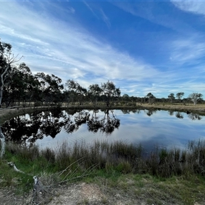 FrogWatch survey at Bonner, ACT - 13 Oct 2024