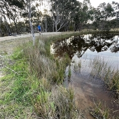 FrogWatch survey at Bonner, ACT - 13 Oct 2024