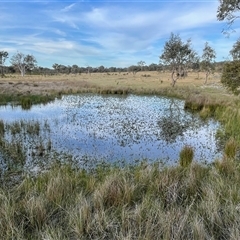 FrogWatch survey at Bonner, ACT - 13 Oct 2024