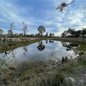 FrogWatch survey at MFL017: Eastern Reserve 2 - 13 Oct 2024