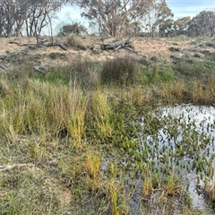 FrogWatch survey at Bonner, ACT - 13 Oct 2024