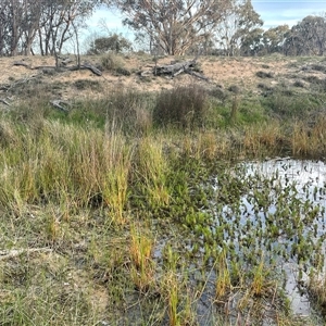 FrogWatch survey at MFL017: Eastern Reserve 2 - 13 Oct 2024