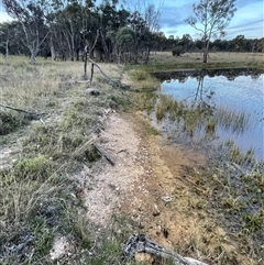 FrogWatch survey at Bonner, ACT - 13 Oct 2024