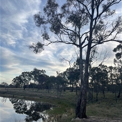 FrogWatch survey at Bonner, ACT - 13 Oct 2024