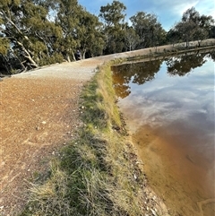 FrogWatch survey at MFL016: Eastern Reserve 1 - 13 Oct 2024