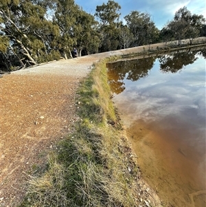 FrogWatch survey at MFL016: Eastern Reserve 1 - 13 Oct 2024