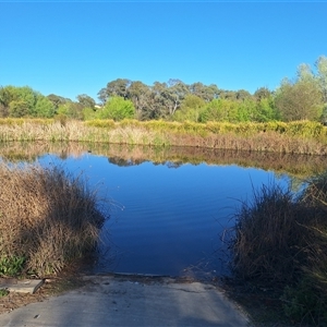 FrogWatch survey at JBT001: Melba Wetland @ BMX - 8 Oct 2024