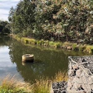 FrogWatch survey at FBM100: Glenloch Dam - 16 Oct 2024