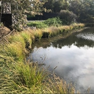 FrogWatch survey at FBM100: Glenloch Dam - 16 Oct 2024