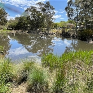 FrogWatch survey at BSW001: Banksia St Wetland  - 16 Oct 2024