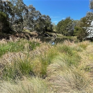 FrogWatch survey at BSW001: Banksia St Wetland  - 16 Oct 2024