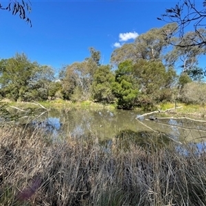 FrogWatch survey at BSW001: Banksia St Wetland  - 16 Oct 2024