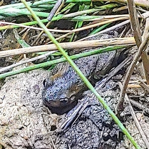 FrogWatch survey at NPG100: Gundaroo Common North - 16 Oct 2024