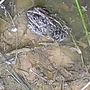 FrogWatch survey at NPG100: Gundaroo Common North - 16 Oct 2024