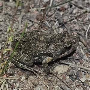 FrogWatch survey at Fisher, ACT - 20 Oct 2024