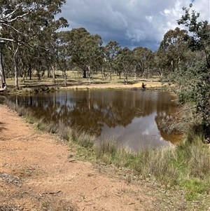 FrogWatch survey at MFL003: Shearing Shed Dam - 19 Oct 2024