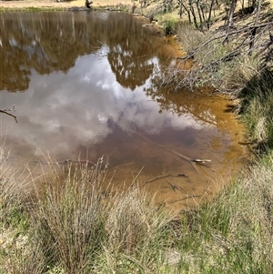 FrogWatch survey at MFL003: Shearing Shed Dam - 19 Oct 2024