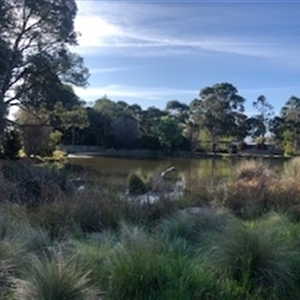 FrogWatch survey at BIL100: Billabong Pond, Watson - 20 Oct 2024