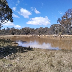 FrogWatch survey at MFL005: 250m N of Woolshed - 13 Oct 2024