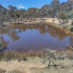 FrogWatch survey at MFL002: 2nd Pond from Entrance - 13 Oct 2024