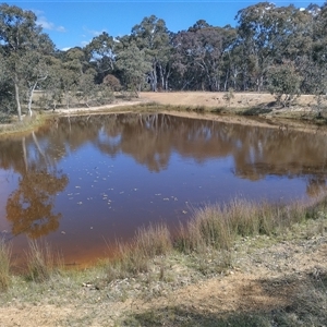 FrogWatch survey at MFL002: 2nd Pond from Entrance - 16 Oct 2024