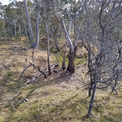 FrogWatch survey at MFL005: 250m N of Woolshed - 20 Oct 2024