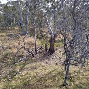 FrogWatch survey at MFL005: 250m N of Woolshed - 20 Oct 2024