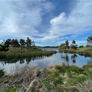 FrogWatch survey at SFF100: Stromlo Forest Dam, Coombs - 22 Oct 2024