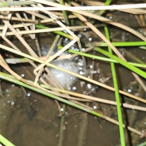 FrogWatch survey at PAI200: Wildflower Triangle Dam - 22 Oct 2024