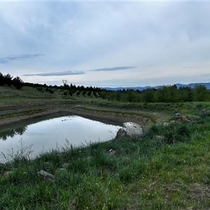 FrogWatch survey at NAD036: Larch Dam Forest 36 - 23 Oct 2024