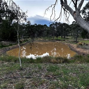 FrogWatch survey at NAD034: Cork Oak Dam Lot 34 - 23 Oct 2024