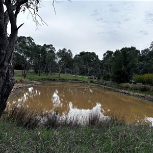 FrogWatch survey at NAD034: Cork Oak Dam Lot 34 - 23 Oct 2024