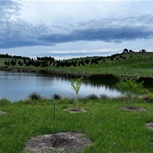 FrogWatch survey at Yarralumla, ACT - 23 Oct 2024