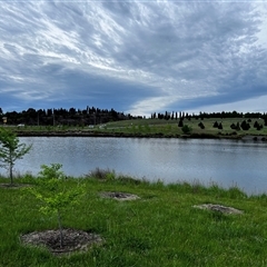 FrogWatch survey at NAD011: Arboretum Main Dam - 23 Oct 2024