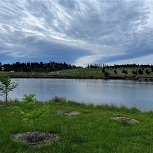 FrogWatch survey at Yarralumla, ACT - 23 Oct 2024