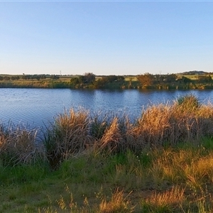 FrogWatch survey at FGC029: Fassifern Pond - 25 Oct 2024