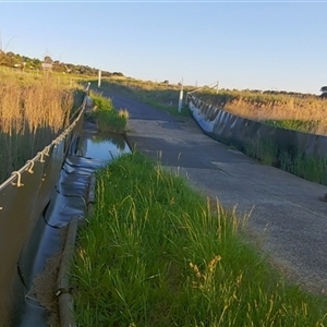 FrogWatch survey at FGC030: Gooromon Ponds Ck - 25 Oct 2024