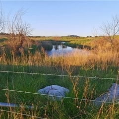 FrogWatch survey at FGC030: Gooromon Ponds Ck - 25 Oct 2024