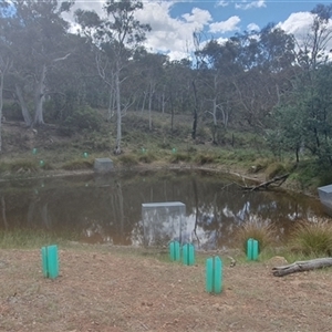 FrogWatch survey at FMC230: Mt Majura 4 Saddle - 25 Oct 2024