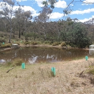 FrogWatch survey at FMC230: Mt Majura 4 Saddle - 25 Oct 2024